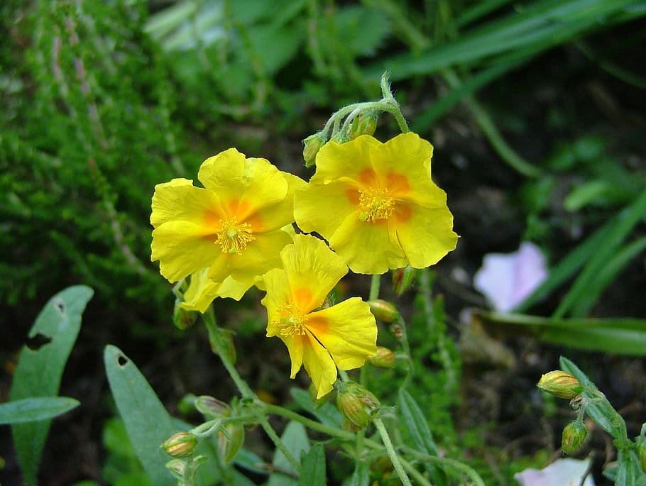 夏 黄色い花 240653夏 黄色い花 雑草 外来植物