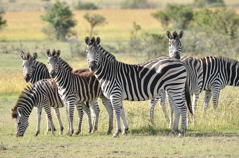 fotografia da vida selvagem, grupo, zebra, grama, safari, animais selvagens, savana, animal, mamífero, selvagem