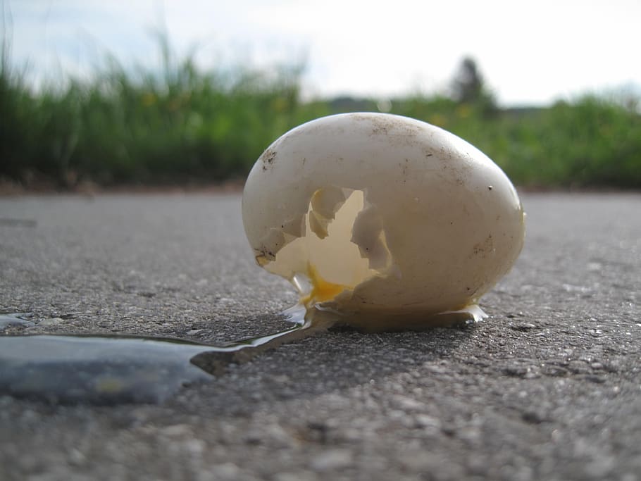 huevo, joven, fractura, carretera, lugar de anidación, naturaleza, mundo animal, ave, agricultura, roto