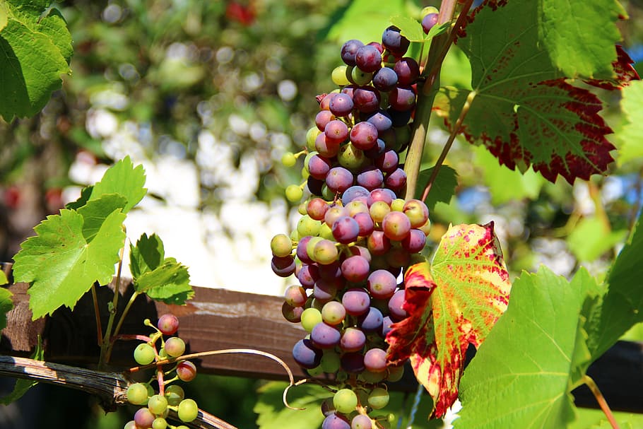 selektif, fotografi fokus, merah, anggur, tanaman merambat, buah, winegrowing, stok anggur, kebun anggur, bagian tanaman