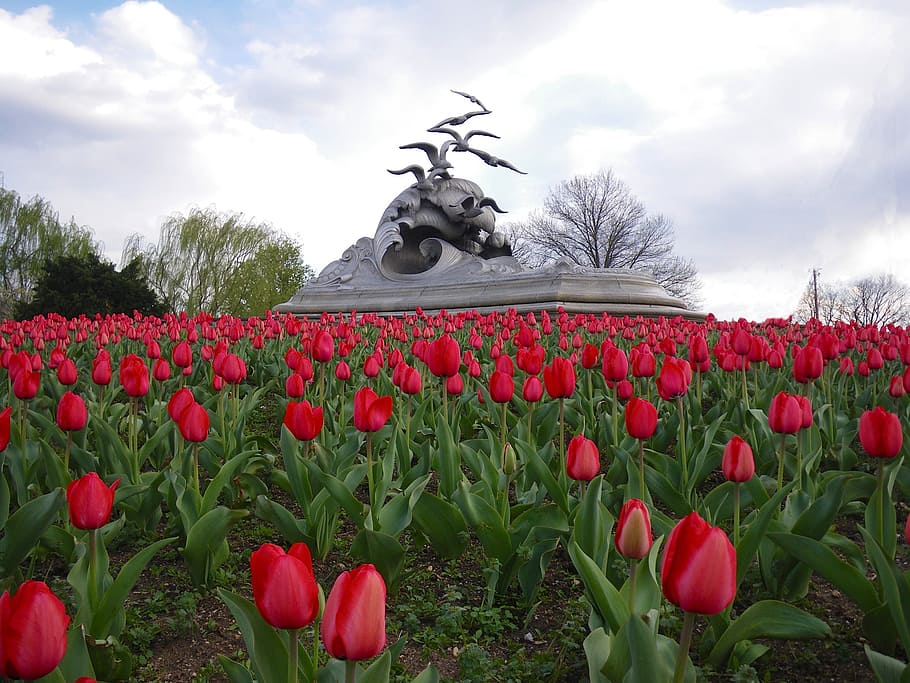 texas, tulips, sky, clouds, flowers, monument, sculpture, park, art, nature