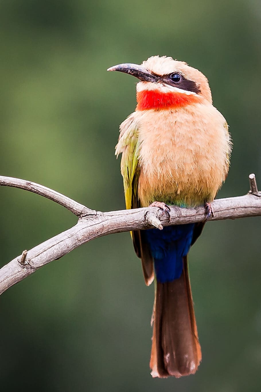 white-fronted bee-eater, eye, looking, portrait, perched, branch, wildlife, bird, nature, animal