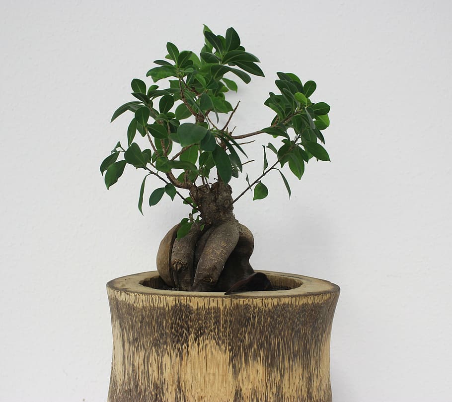 brown, green, plant, bonsai, tree, office, grow, nature, potted plant, growth