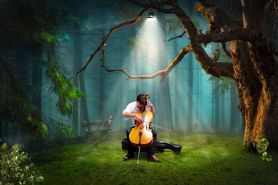 manusia, bermain, biola, hutan, cahaya, cello, musik, satu orang, duduk, panjang penuh