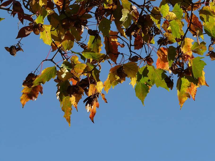 Api, Maple, Kecil, Daun, Musim Gugur, Dedaunan Musim Gugur, maple api, daun kecil, acer tataricum subsp ginnala, mapre dreispitz