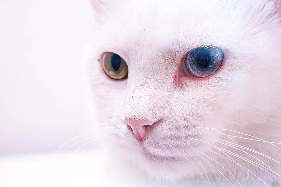 cat, white, heterochromia, pet, animal, fur, mammal, kitten, cute, feline