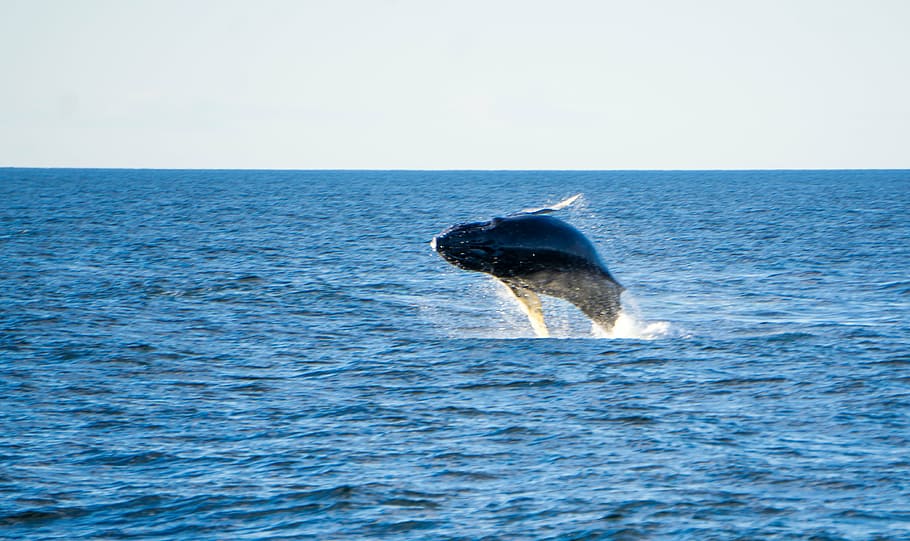 青 魚 ジャンプ 海 ザトウクジラ クジラ 哺乳類 違反 尾 生命 Pxfuel