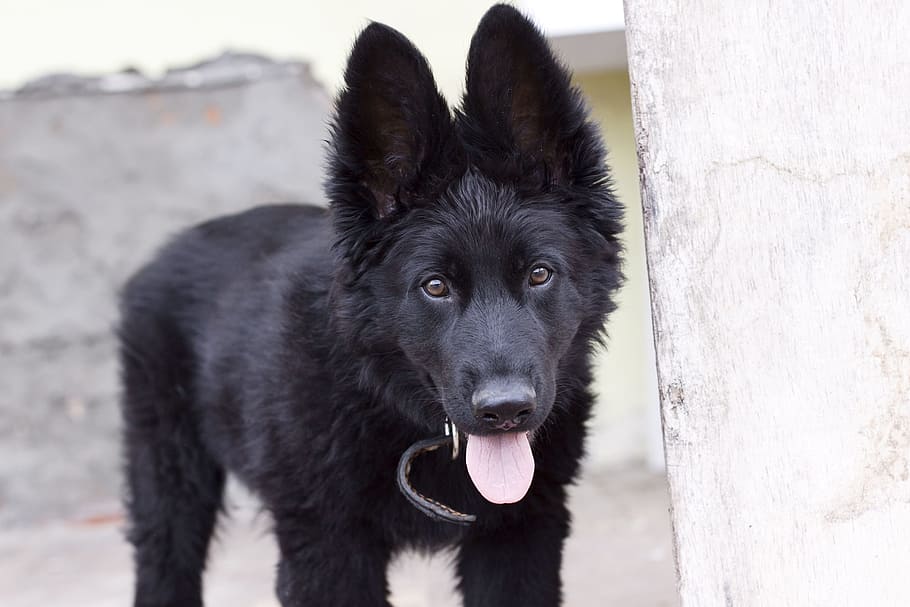 black short-coated dog, black, short, coated, dog, german shepherd, puppy, small dog, pets, man's best friend