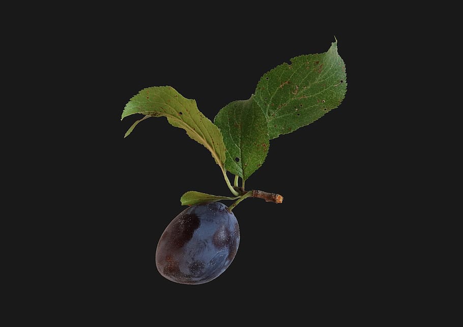 plum, sprig, foliage, black background, fruit, nature, studio shot, plant part, leaf, food and drink