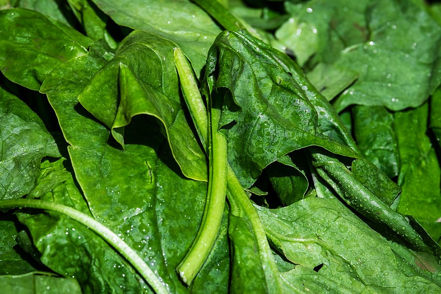 green leaf vegetable, spinach, leaf spinach, vegetables, leaves, frisch, vegetables spinach, green, vegetarian, vegan