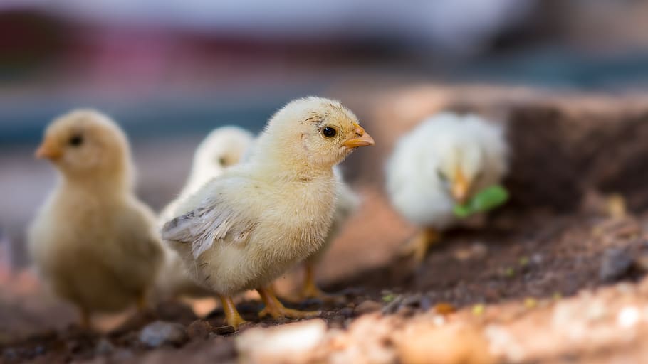 chicken, baby, cute, chick, poultry, animal themes, bird, animal, young bird, young animal