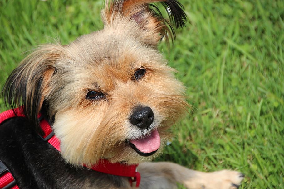 cão, yorkshire terrier, cão pequeno, cão de colo, animal de estimação, bonito, cão sorridente, terrier, híbrido, orelhas penduradas