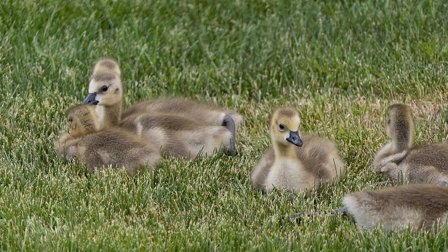 baby geese, goslings, nature, birds, baby, wildlife, cute, water, chicks, waterfowl