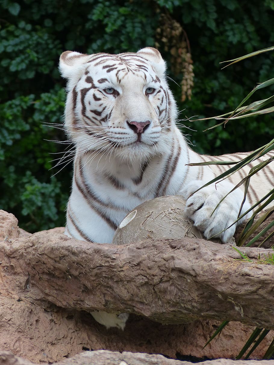 white, brown, tiger, sitting, ground, white bengal tiger, attention, watch, tense, dangerous