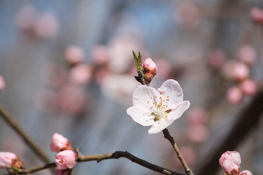 Peach Blossom, Embankment, Tianjin, peach embankment, flower, fragility, blossom, springtime, growth, nature