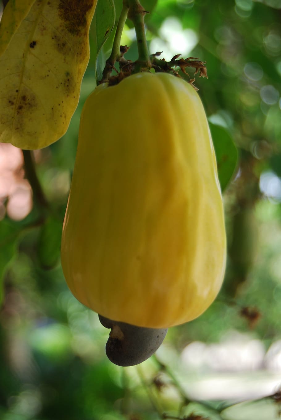 cashew, tropical fruit, fruit, food, nature, vegetable, agriculture, plant, green Color, organic
