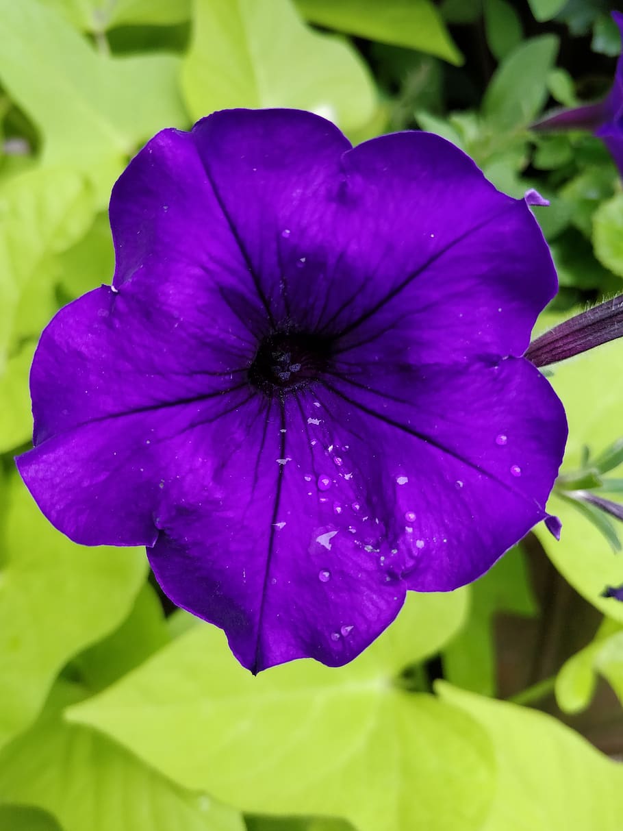 flor, petunia, púrpura, naturaleza, violeta, flora, floración, planta, planta floreciendo, belleza en la naturaleza