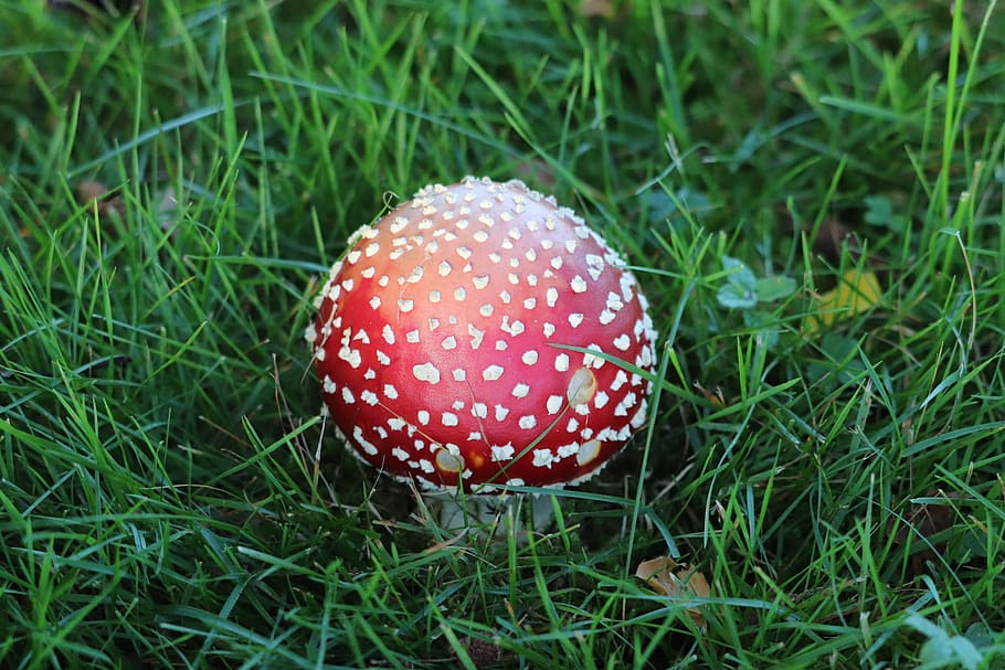 fly agaric, toxic, autumn, toadstool, spotted, young fly agaric, growth, mushroom, grass, plant