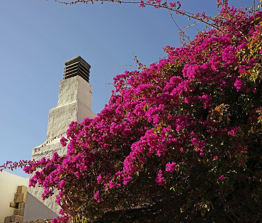 buganvilla, flores, arbusto, arbusto floreciente, árbol floreciente,  púrpura, lanzarote, estructura construida, arquitectura, vista de ángulo  bajo | Pxfuel