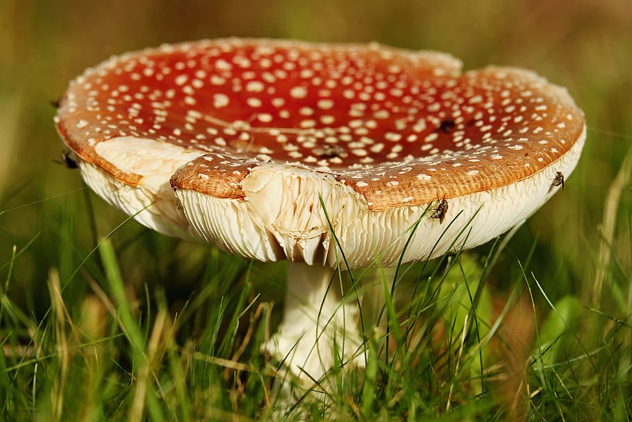orange, white, mushroom, fly agaric, toxic, red, spotted, lamellar, forest mushroom, red fly agaric mushroom