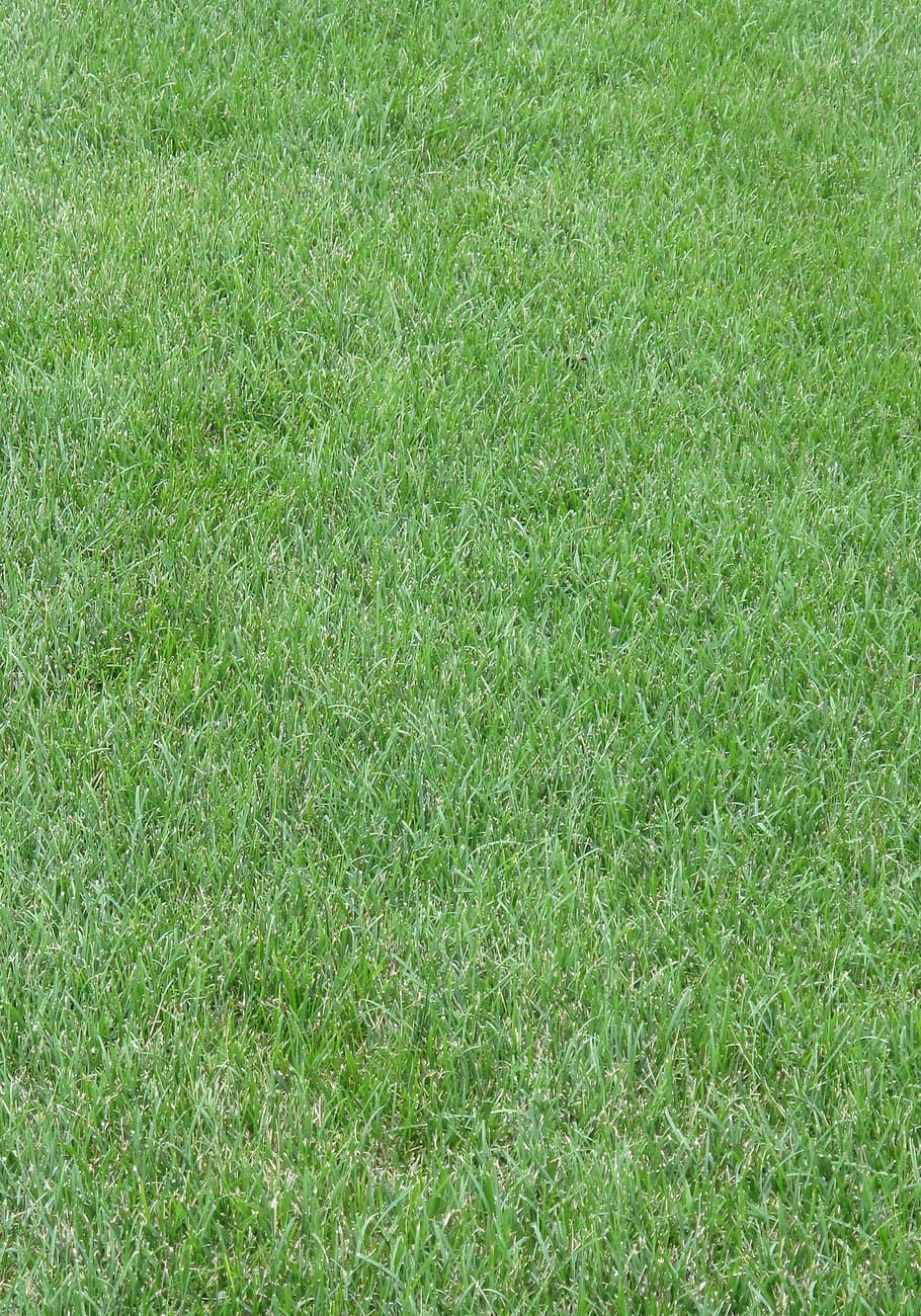 green grass, Grass, Lawn, Yard, Turf, grass, lawn, green, green color, backgrounds, field