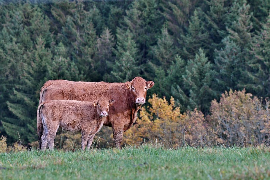 vaca, ternero, paisaje, herkauwer, mamífero, naturaleza, marrón, árboles, luxemburgo, animal