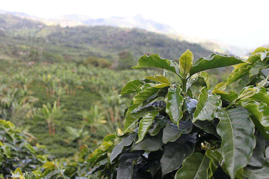 planta de folhas verdes, Colômbia, Verde, Café, Grãos, grãos de café, colheita, aroma, café colômbia, paisagem