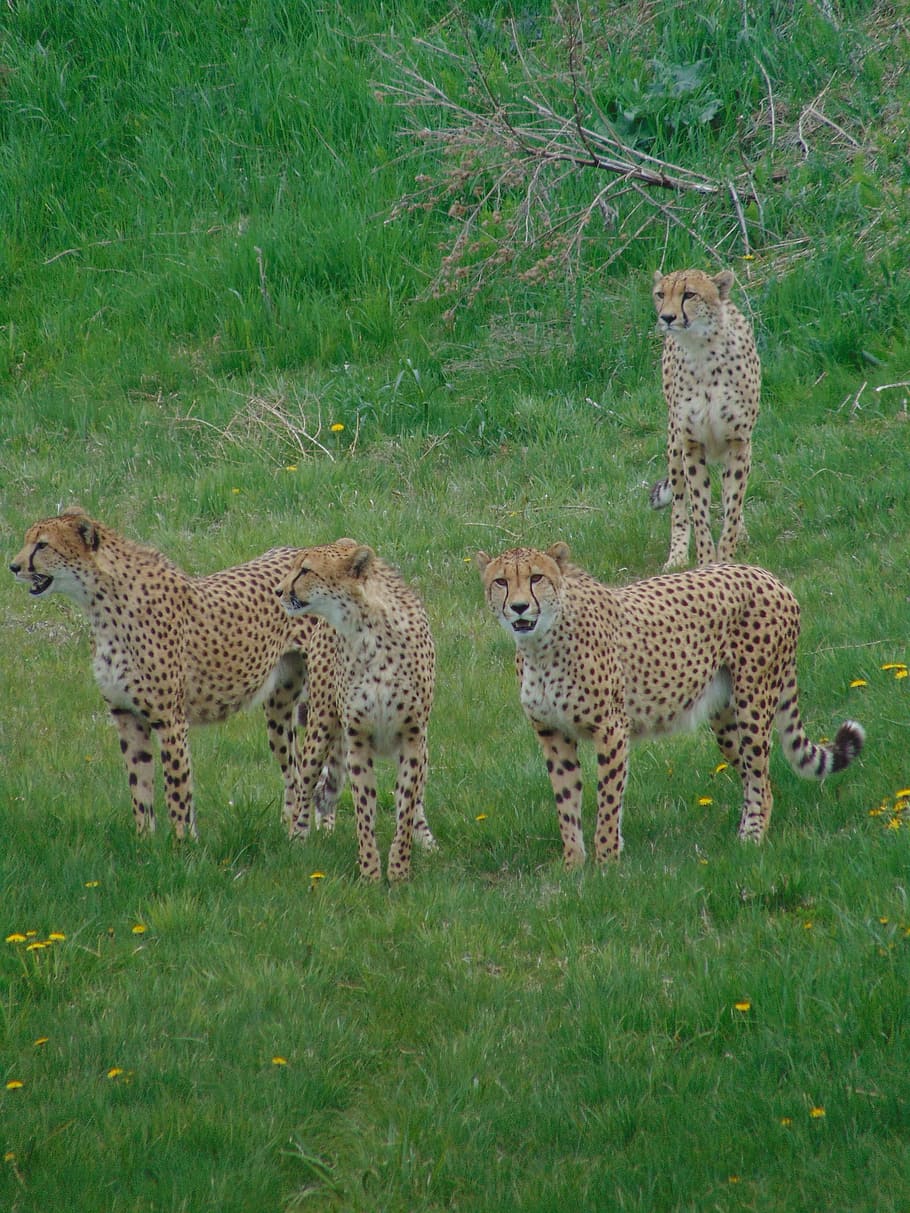 Cheetah, Family, Wild Animals, Africa, feline, nature, wildlife, safari Animals, animals In The Wild, undomesticated Cat