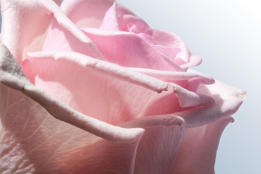 ピンクのバラの花, バラ, 複合材料, 花, 春, 夏, 自然, 植物, 緑, パステルファーベン
