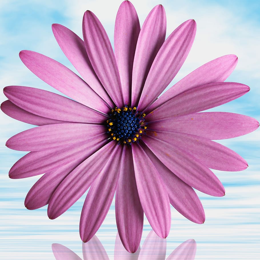 pink, petaled daisy flower, flower, petal, summer, plant, sky, violet flower, color, flowering plant