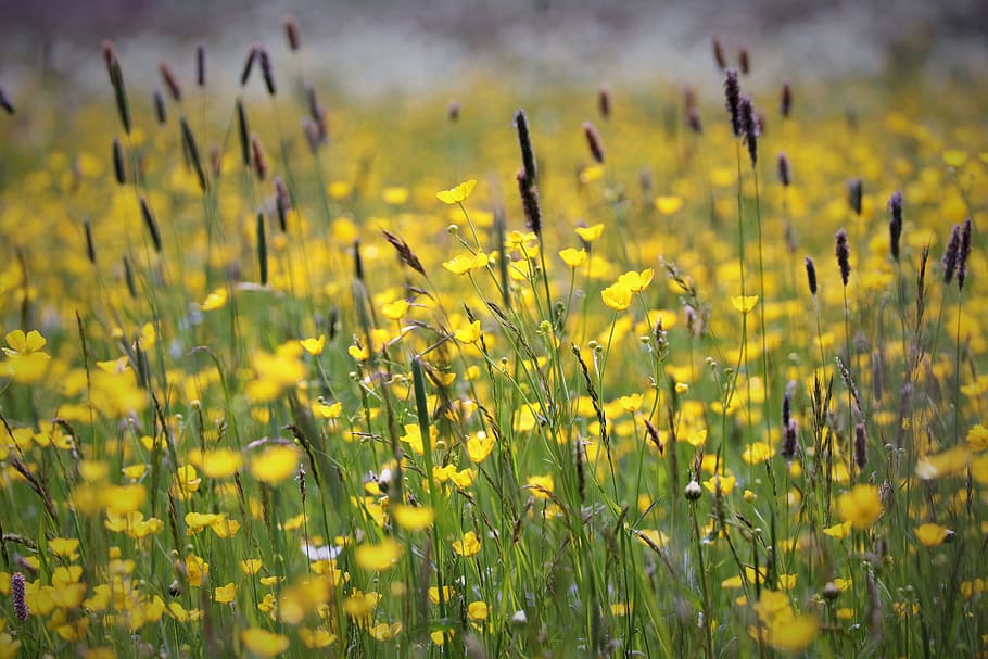 nature, meadow, flowers, buttercup, yellow, grasses, flower, flowering plant, field, growth