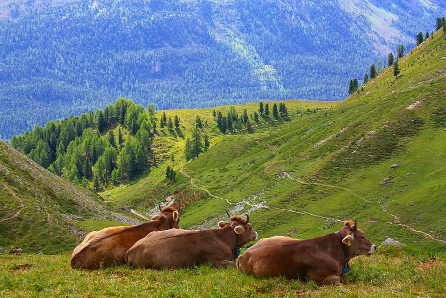 three, brown, cows, hill, grasses, cow, swiss, alps, switzerland, nature