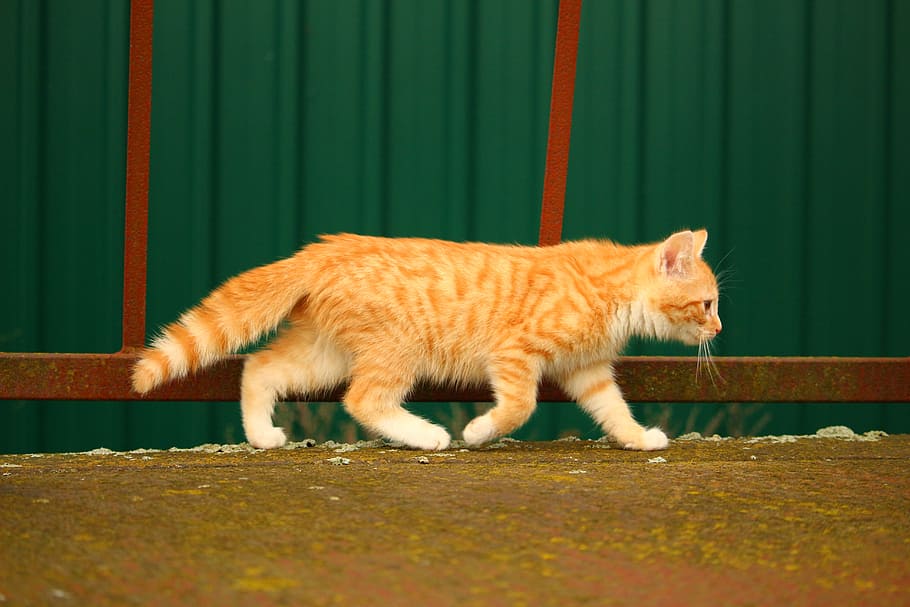 orange, tabby, cat, walking, street, cat baby, red mackerel tabby, stainless, kitten, young cat
