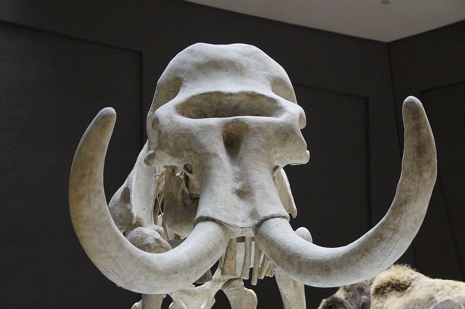 mammoth, skeleton, skull, tusks, mammal, tusk, animal, ice age, pachyderm, extinct