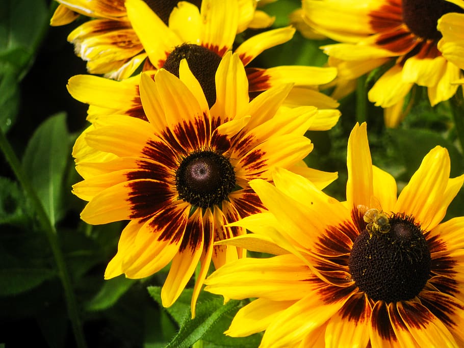 sunflowers, garden, plants, flower, flowering plant, fragility, vulnerability, petal, freshness, flower head