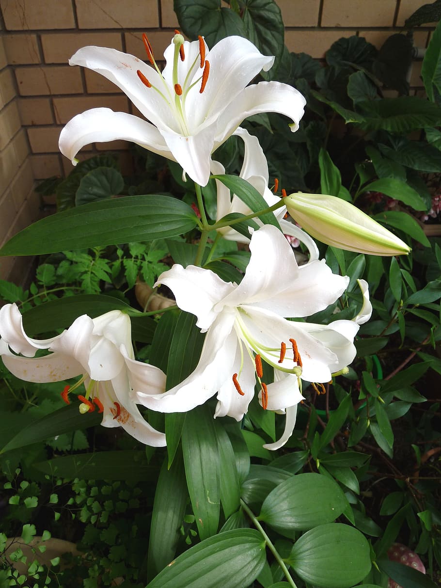 white lily, perfumed, flower, blooming, flowering plant, plant, beauty in nature, growth, vulnerability, petal