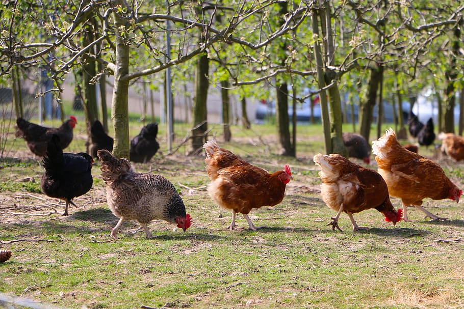 flock, brown, black, hens, green, leaf plants, daytime, outdoor, chickens, spout