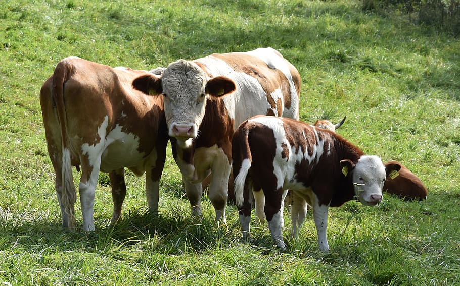 cow, agriculture, meadow, farm, grass, family, kaelbchen, calf, domestic animals, livestock