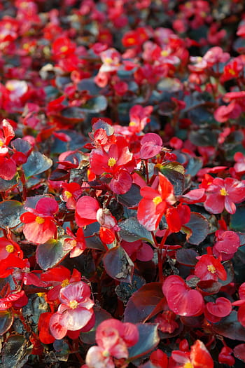 Royalty-free begonia semperflorens cultorum photos free download | Pxfuel