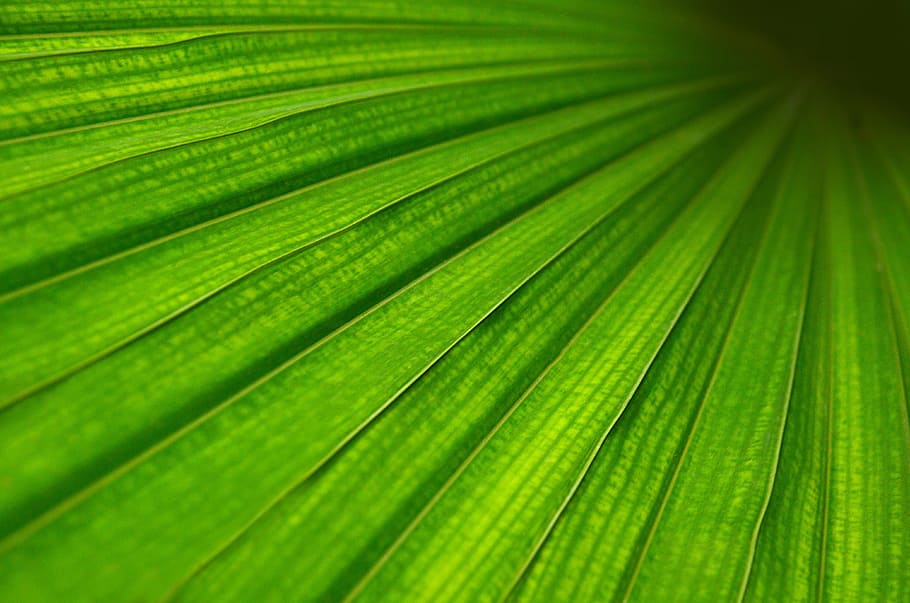 シート 緑 構造 詳細 マクロ 植物 テクスチャ 背景 葉 植物の部分 Pxfuel