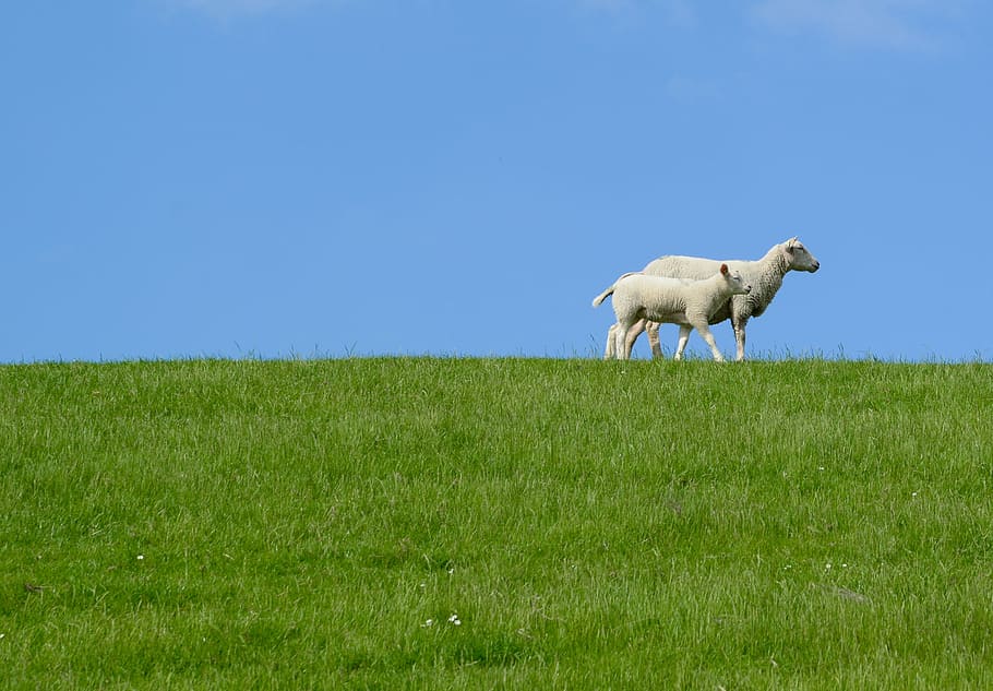 two, sheep, grass field, clear, blue, sky, daytime, mother, daughter, family