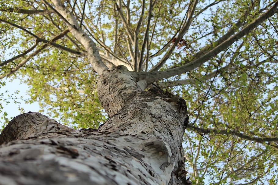tree, nature, wood, bark, outdoors, plant, landscape, branch, environment, trunk