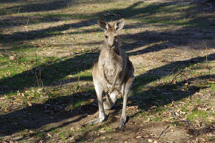 カンガルー 動物 オーストラリア ホップ 有袋類 野生 髪 野生動物 自然 毛皮 Pxfuel