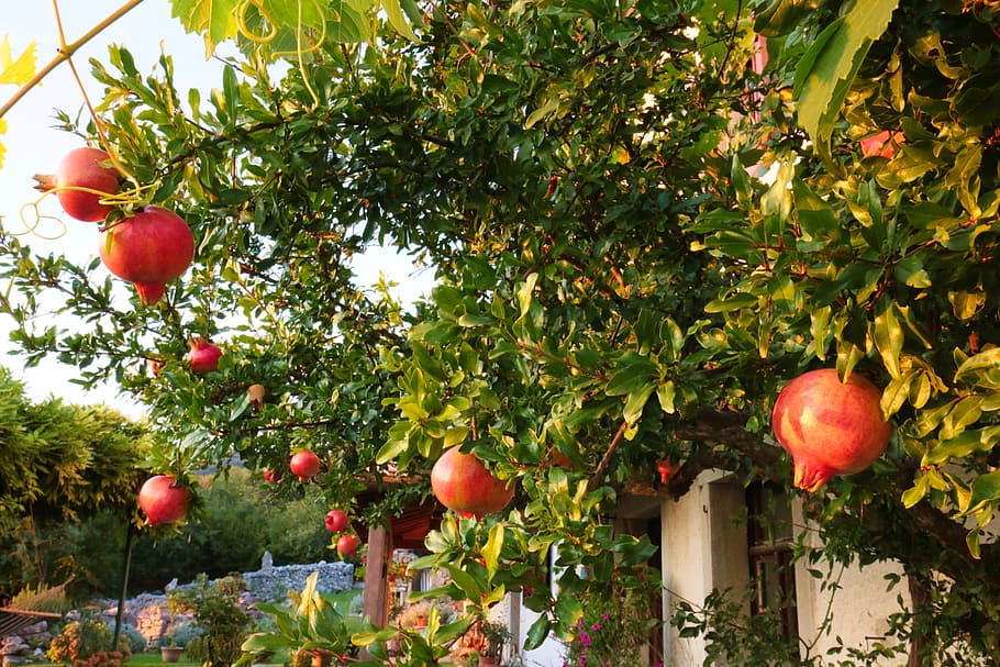 garnet, pomegranate, tree, fruit, garden, leaf, nature, plant, flora, season