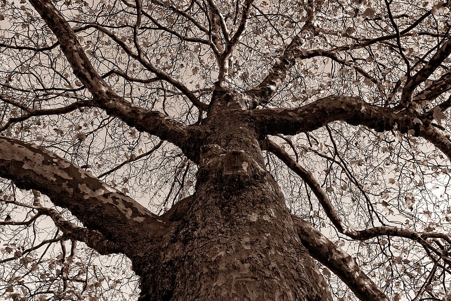 tree, trunk, gnarled, bark, branch, bare tree, rising up, tree top, old, sepia