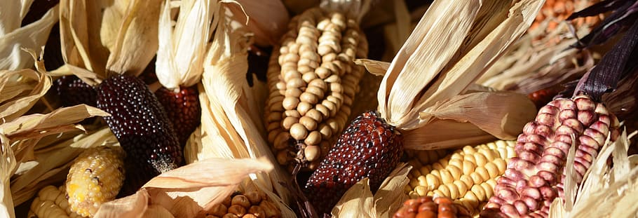 ornamental, corn, cob, cereals, wine, red, agriculture, ornamental corn, corn on the cob, wine red