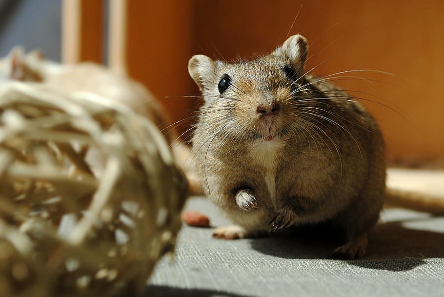 brown rat, domestic animal, rodent, gerbil, curious, animal, pets, mammal, cute, whisker
