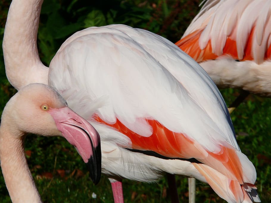 Flamingo, Plumage, White, Red, Feather, red, feather, orange, pink, colorful, phoenicopteriform
