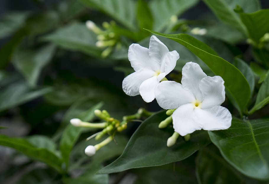 jasmine, white flowers, natural, plant, flower, flowering plant, beauty ...