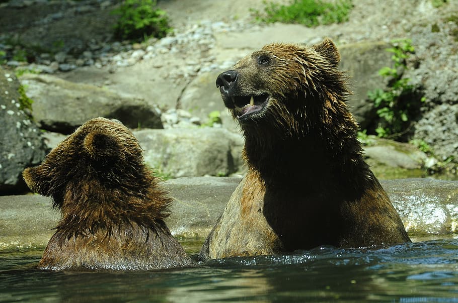 grizzly, bear, dipping, body, water, brown bear, ursus arctos, splashing, inject, water splashes